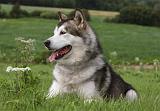 ALASKAN MALAMUTE 739